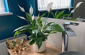 Peace Lily